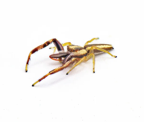 Hentz Jumping Spider Hentzia Grenada Species Striped Jumping Spider Found — Stock Photo, Image