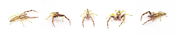 Hentz Jumping Spider Hentzia Grenada Uma Espécie Aranha Listrada Pode — Fotografia de Stock