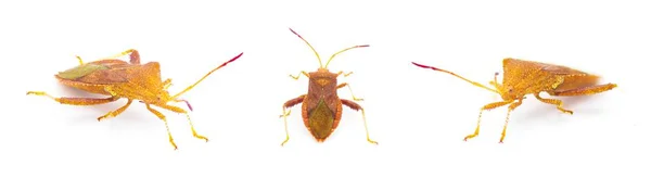 Euthochtha Galeator Hełm Squash Bug Rdzeń Bug Liść Footed Bug — Zdjęcie stockowe