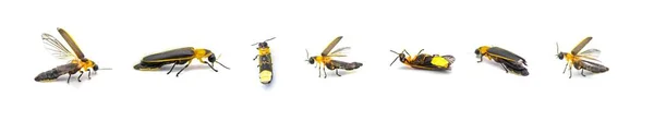 Photinus Collustrans Una Luciérnaga Mosca Fuego Pararrayos Luciérnaga Insecto Cada —  Fotos de Stock