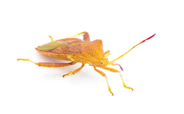 Euthochtha Galeator Gehelmde Squash Bug Cored Blad Voet Bug Gemeenschappelijke — Stockfoto