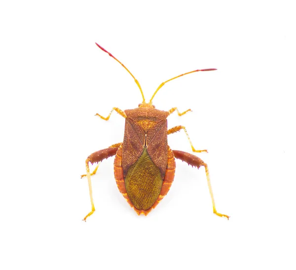 Euthochtha Galeator Helmeted Squash Bug Cored Bug Leaf Footed Bug — 스톡 사진