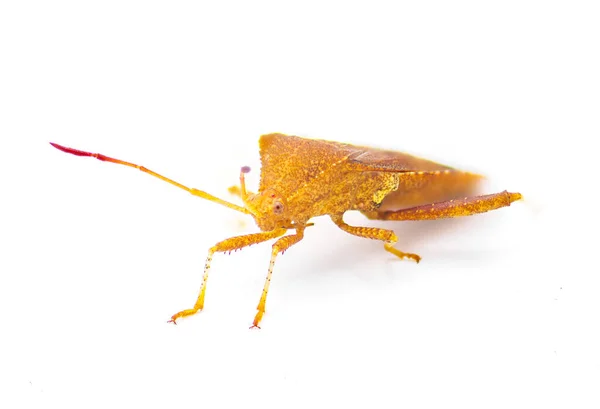 Euthochtha Galeator Helmeted Squash Bug Cored Leaf Footed Bug 플로리다에 — 스톡 사진