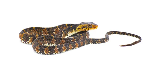 Serpiente Acuática Inofensiva Venenosa Florida Serpiente Agua Con Bandas Nerodia — Foto de Stock