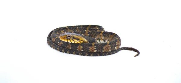 Harmless Non Venomous Florida Watersnake Banded Water Snake Nerodia Fasciata — Stock Photo, Image