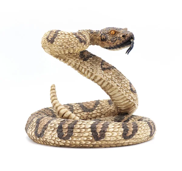 3D型仿制响尾蛇响尾蛇雕像罢工时张嘴摆姿势 石灰或混凝土毒蛇 不真实 在白色背景下隔离 — 图库照片