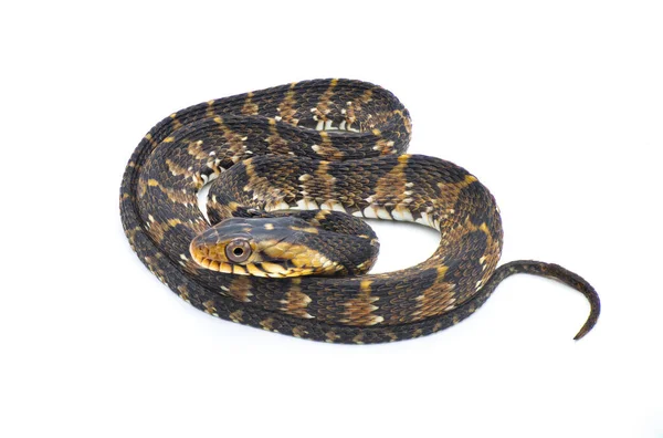 Serpent Eau Non Venimeux Inoffensif Floride Serpent Eau Bagué Nerodia — Photo