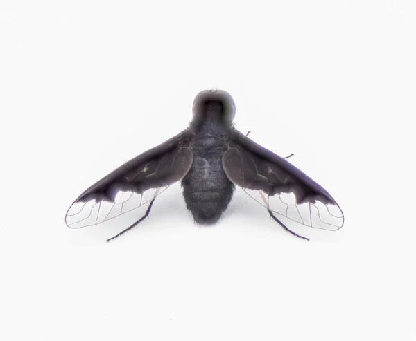 黑蜂苍蝇 炭疽石榴 蜂科的模仿蜜蜂属 透明的半透明后翼和纯黑色的色彩 独立于白色背景 背向上看 — 图库照片