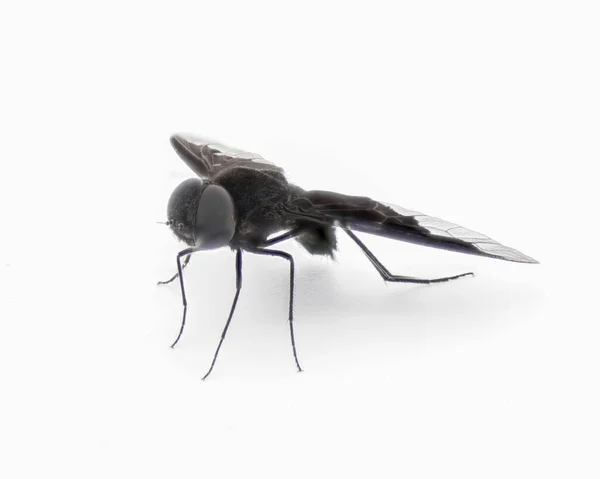 Black Bee Fly 탄저균 Anthrax Georgicus 비늘줄기 반투명 뒷날개 검은색을 — 스톡 사진