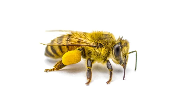 西方蜜蜂或欧洲蜜蜂 蜜蜂的近视 前视镜 显示花篮 珊瑚或蜂窝在胫骨上 后腿上的范围 白色背景 — 图库照片