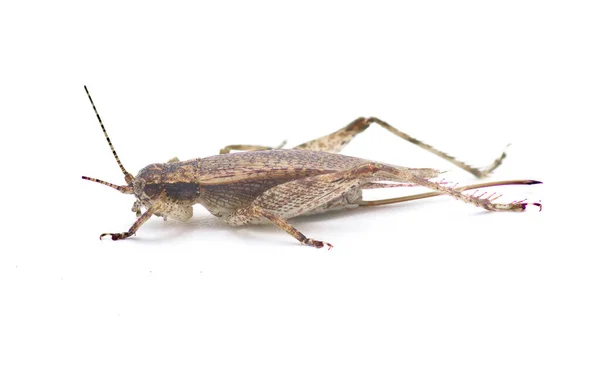 Kahverengi Sahte Zıplayan Çalı Cırcırböceği Hapithus Luteolira Gryllidae Familyasından Bir — Stok fotoğraf