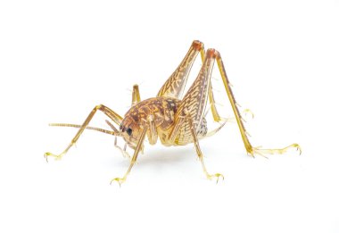 Gopher tortoise, cave or camel cricket - Ceuthophilus latibuli or C. walkeri. This particular species rely on keystone species Gopherus polyphemus isolated on white background side profile view clipart