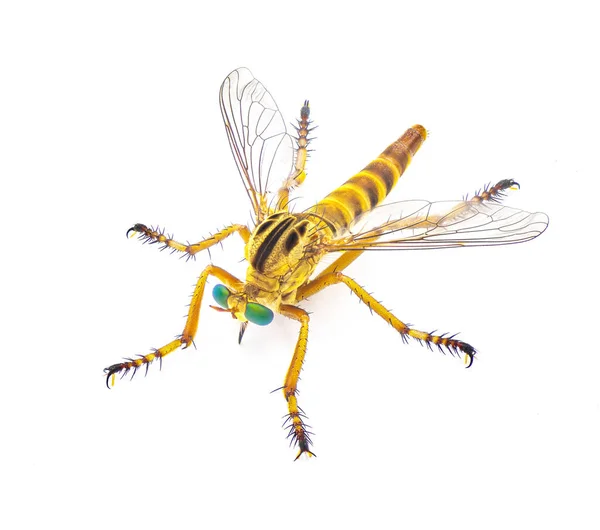 盗窃者绞死苍蝇或强盗苍蝇Diogmites Esuriens 隔离在白色背景的黄褐色米黄色身体大绿色眼睛 以吃猎物时悬挂在植物上而闻名 顶部背景色 — 图库照片