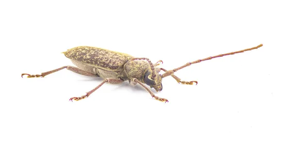 Robust Oak Borer Beetle Enaphalodes Atomarius Large Destructive Pest Longhorned — Stock Photo, Image