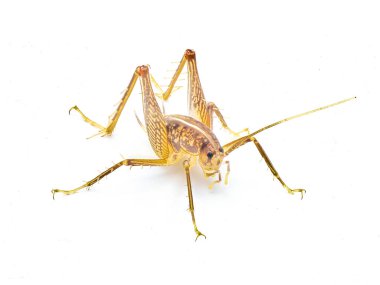 Gopher tortoise, cave or camel cricket - Ceuthophilus latibuli or C. walkeri. This particular species rely on keystone species Gopherus polyphemus isolated on white background front top view clipart