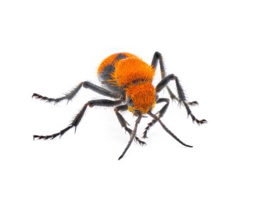 Female Dasymutilla occidentalis - red velvet ant, eastern velvet ant, cow ant or cow killer - a species of parasitoid wasp native to the eastern United States. Isolated on white background front view clipart