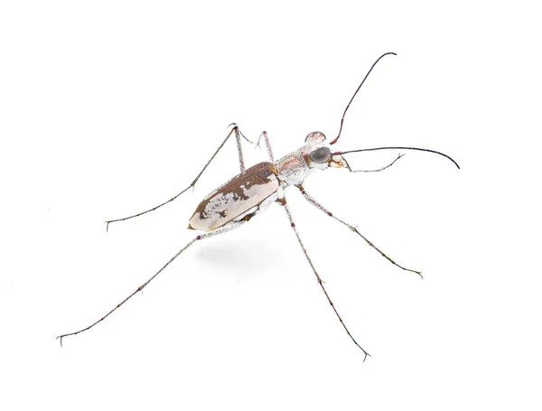 在佛罗里达州植被稀少的干旱炎热的沙漠地区 食肉动物金银白色的灰白色捕食者甲虫 隔离在白色背景色的背面 — 图库照片