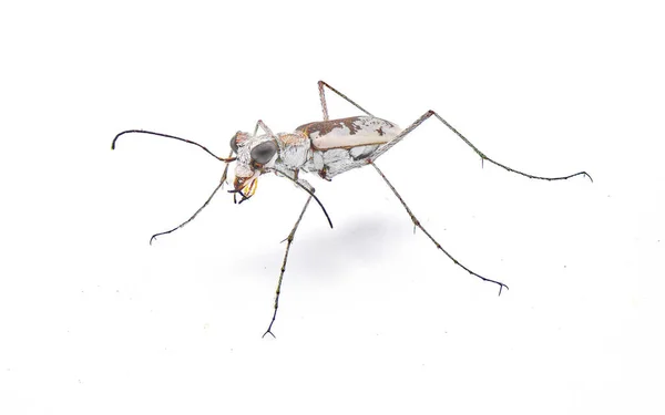 在佛罗里达州植被稀少的干旱炎热的沙漠地区 食肉动物金银白色的灰白色捕食者甲虫 隔离在白色背景侧面前视图 — 图库照片