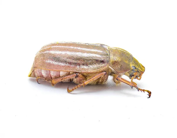 線状または縞模様の6月の甲虫 ポリフィラOcidentalis 全体的に白い背景の素晴らしい詳細上に隔離されています アメリカ合衆国南東部 サイドプロフィールビュー — ストック写真