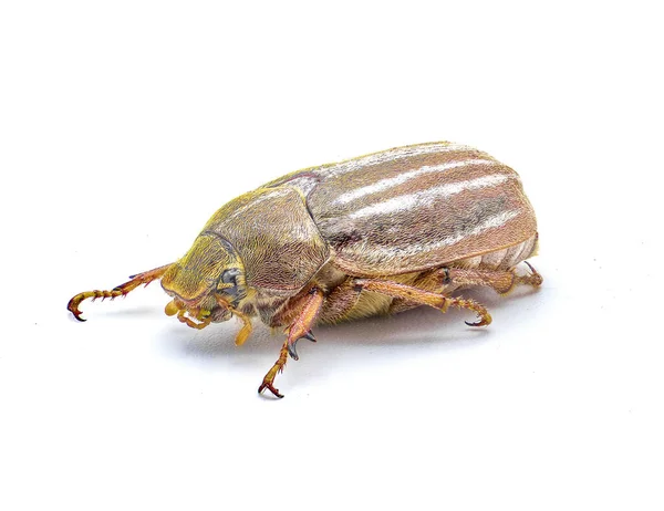 Lined Striped June Beetle Polyphylla Occidentalis Isolated White Background Great — Stock Photo, Image