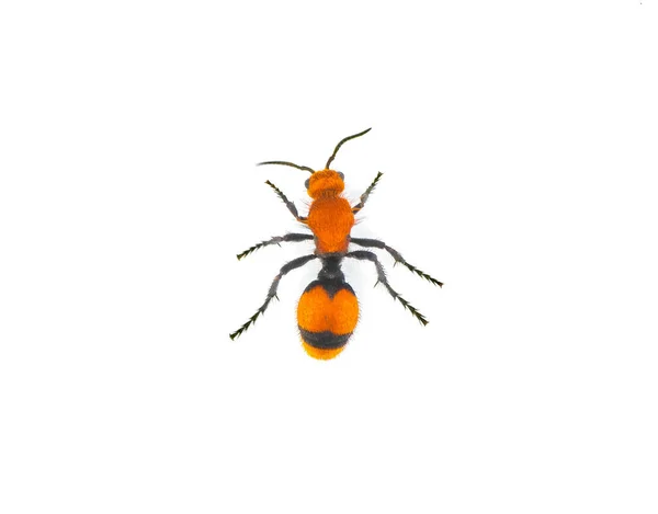 一种原产于美国东部的寄生蜂 红天鹅绒蚂蚁 东方天鹅绒蚂蚁 奶牛蚂蚁或牛杀手 独立于白色背景的顶视图 — 图库照片