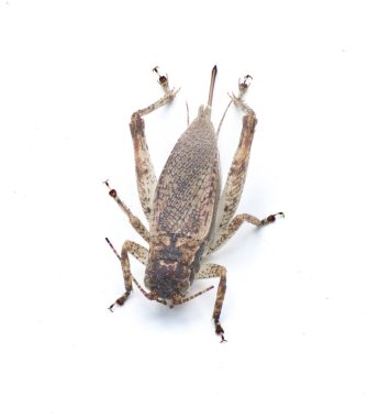 Brown false Jumping Bush Cricket - Hapithus luteolira - is a species of cricket in the family Gryllidae. It is found in North America. isolated on white background top dorsal view clipart