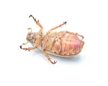 Lined or striped June beetle - Polyphylla occidentalis - isolated on white background great detail throughout. Southeastern United States. Bottom ventral view clipart