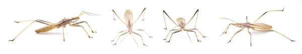 Stenopoda Spinulosa Insecto Asesino Volador Familia Reduviidae Aislado Sobre Fondo —  Fotos de Stock