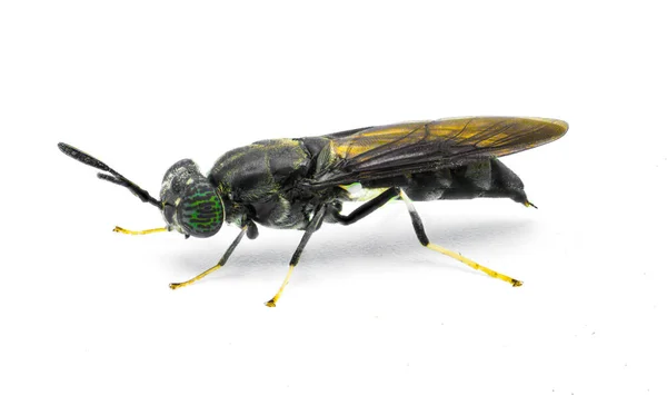 Μαύρη Μύγα Στρατιώτη Hermetia Illucens Κοινή Διαδεδομένη Μύγα Της Οικογένειας — Φωτογραφία Αρχείου