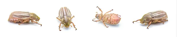 線状または縞模様の6月の甲虫 ポリフィラOcidentalis 全体的に白い背景の素晴らしい詳細上に隔離されています アメリカ合衆国南東部 — ストック写真