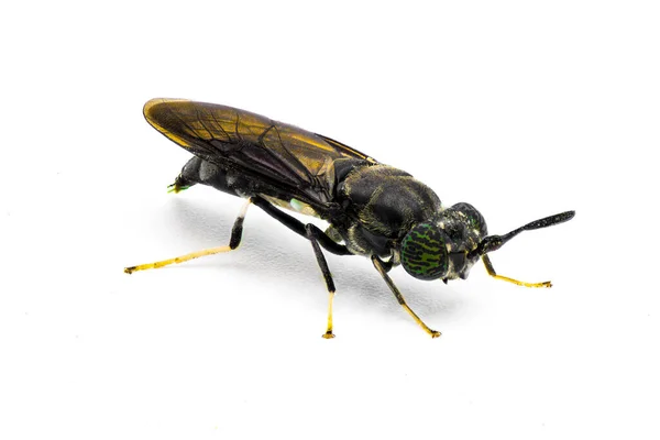 Μαύρη Μύγα Στρατιώτη Hermetia Illucens Κοινή Διαδεδομένη Μύγα Της Οικογένειας — Φωτογραφία Αρχείου