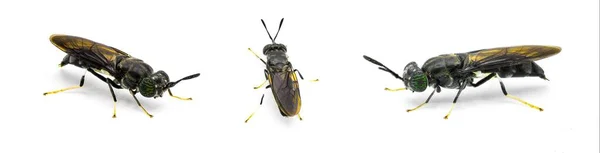 Black Soldier Fly Hermetia Illucens Lalat Umum Dari Keluarga Stratiomyidae — Stok Foto