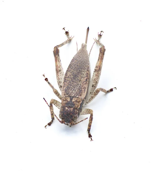 크리켓 Brown False Jumping Bush Cricket Hapithus Luteolira 레일과에 속하는 — 스톡 사진
