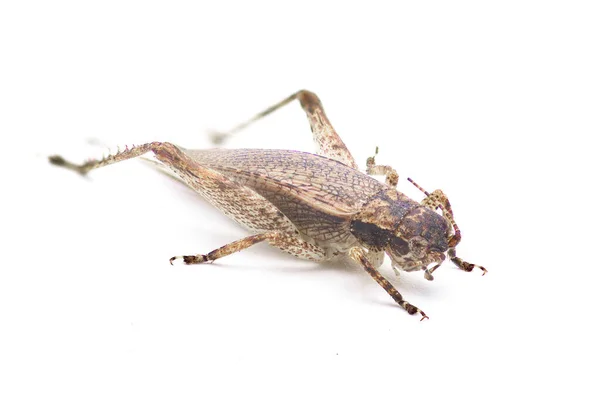 크리켓 Brown False Jumping Bush Cricket Hapithus Luteolira 레일과에 속하는 — 스톡 사진