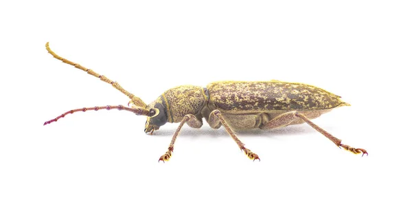 强壮的橡木虫 Robust Oak Borer Beetle 是一种大型害虫 在幼虫阶段破坏木材 独立于白色背景侧貌视图 — 图库照片