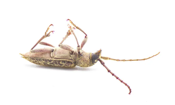 强壮的橡木虫 Robust Oak Borer Beetle 是一种大型害虫 在幼虫阶段破坏木材 在白色背景下的腹侧视图中分离 — 图库照片