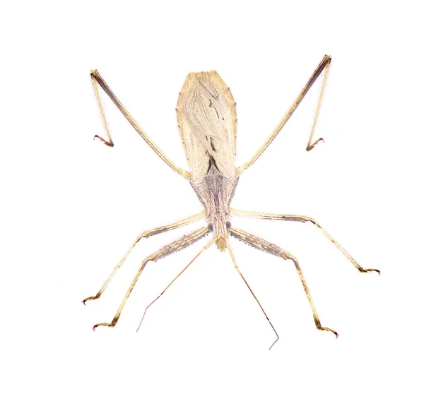 Stenopoda Spinulosa Літаючий Жук Вбивця Родині Reduviidae Ізольований Білому Фоні — стокове фото