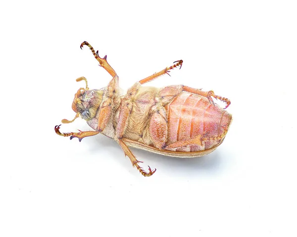 線状または縞模様の6月の甲虫 ポリフィラOcidentalis 全体的に白い背景の素晴らしい詳細上に隔離されています アメリカ合衆国南東部 下腹面図 — ストック写真