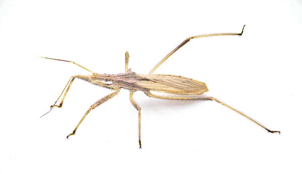 尖头线虫是一种生活在Reduviidae科的飞虫 在白色背景的顶部视图上隔离 — 图库照片