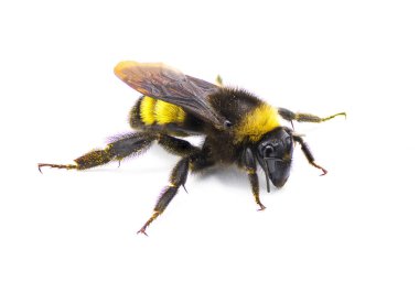 Vahşi Amerikan yaban arısı - Bombus pensylvanicus - beyaz arka plan ön profil görünümünde izole edilmiş sarı polenle hafifçe tozlanmış