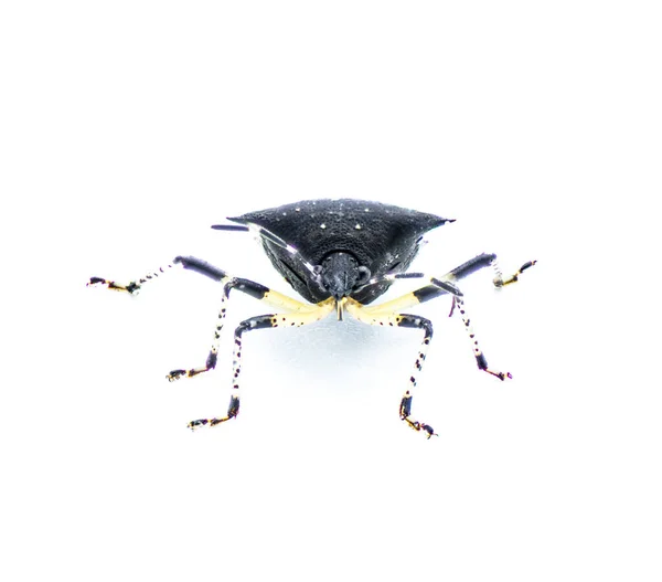 Fekete Bűz Bug Proxys Punctulatus Elszigetelt Fehér Háttér Elülső Arc — Stock Fotó