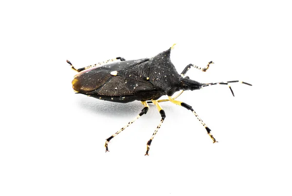 Bug Fedor Preto Proxys Punctulatus Isolado Fundo Branco Vista Perfil — Fotografia de Stock