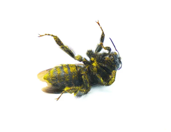 野生美洲大黄蜂 半夏大黄蜂 略涂黄色花粉 在白色背景的腹侧观点上分离 — 图库照片