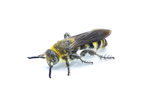 羽腿状刺蜂 在白色背景上隔离的羽状羽状羽状羽状羽状羽状侧前轮廓视图 — 图库照片