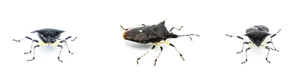 Μαύρη Βρώμα Bug Proxys Punctulatus Απομονώνονται Λευκό Φόντο Τρεις Προβολές — Φωτογραφία Αρχείου
