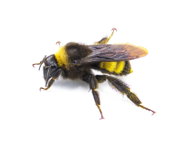 Wild American Bumblebee Bombus Pensylvanicus Ελαφρά Ξεσκονισμένη Κίτρινη Γύρη Απομονωμένη — Φωτογραφία Αρχείου