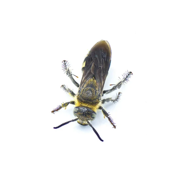 羽腿型脊柱蜂科 Dielis Plumipes Fossulana 顶部背景图 白色背景隔离 — 图库照片