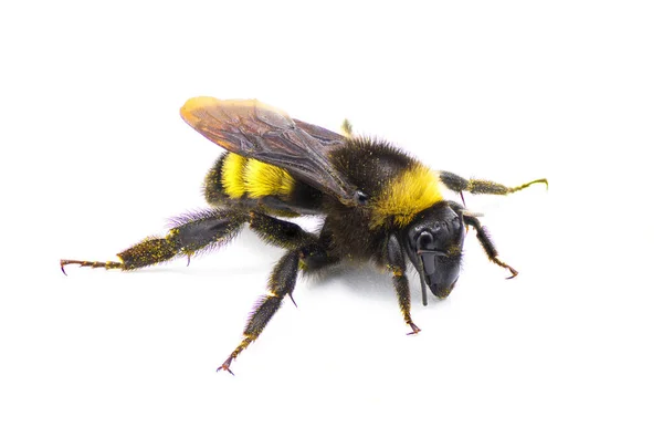 Wild American Bumblebee Bombus Pensylvanicus Leggermente Spolverato Con Polline Giallo — Foto Stock