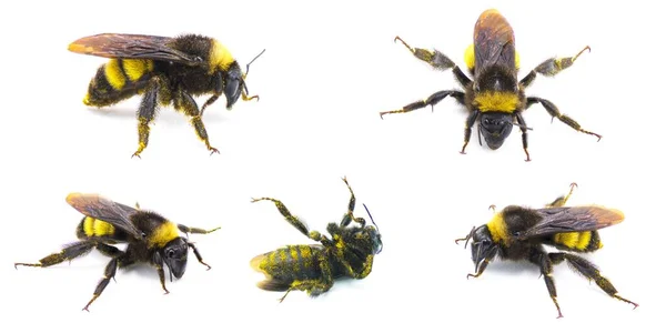 Wild American Bumblebee Bombus Pensylvanicus Lekko Zakurzone Żółtym Pyłkiem Izolowane — Zdjęcie stockowe