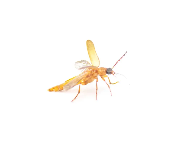 Flat Oak Borer Beetle Smodicum Cucujiforme Small Medium Size Destructive — Stock Photo, Image